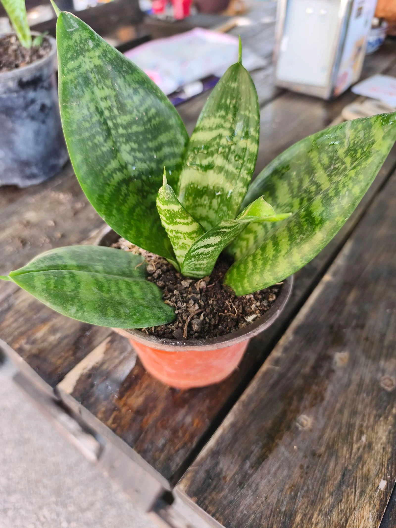 Planta sansirveria – photo 2